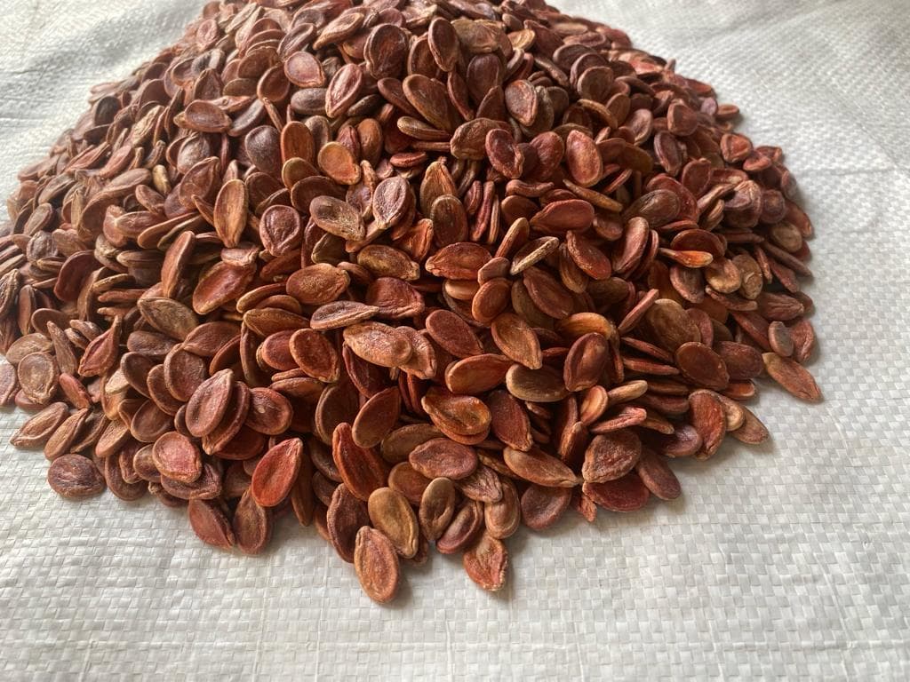 تخمه ژاپنی